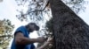 Climate Change Causes City Trees to Struggle