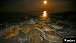 FILE - Atlantic Horseshoe crabs come ashore to spawn and lay their eggs on Pickering Beach, a national horseshoe crab sanctuary near Little Creek, Delaware, May 20, 2008. (REUTERS/Mike Segar/File Photo)