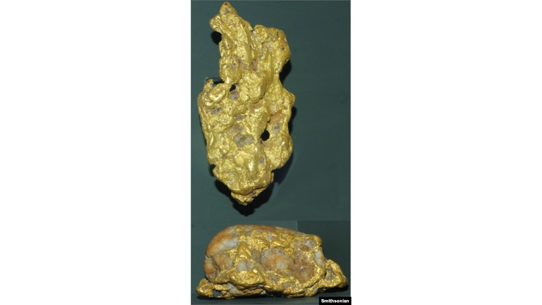 Two gold nuggets are on display at the Smithsonian Museum of Natural History from the mid-19th century Whitehall mine in Spotsylvania County, Virginia. The bottom nugget is about 12 cm long. (Photo courtesy of the Smithsonian)