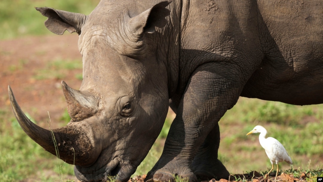 FILE- A black rhino eats grass at Nairobi National Park, on the outskirts of Nairobi, Kenya, on Jan. 31, 2024.