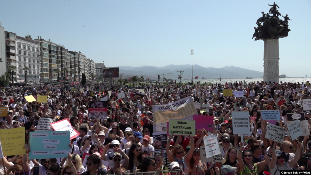 İzmir'de hayvan hakları savunucuları, AK Parti'nin "Hayvanları Koruma Kanunu"nda yapmayı planladığı değişikliği protesto etti