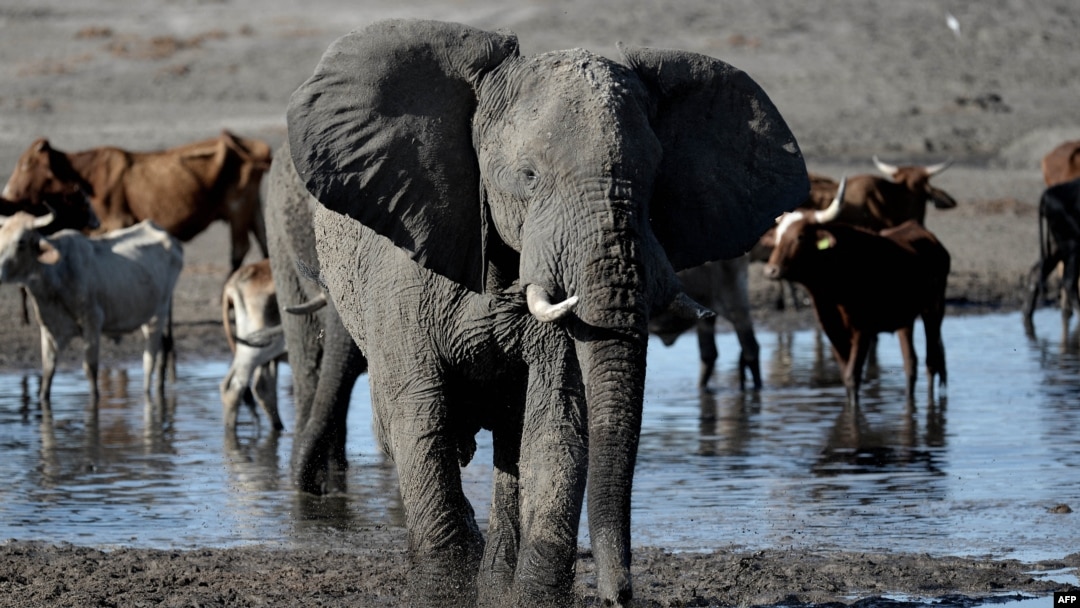 FILE - An elephant near the Nxaraga village in the outskirt of Maun, Botswana, Sept. 28, 2019. 