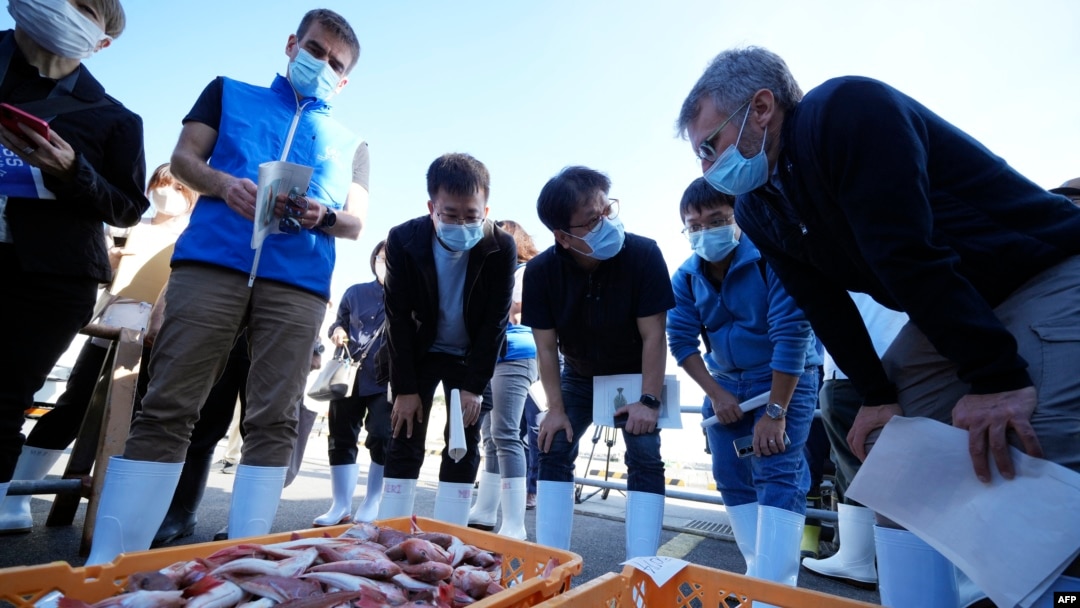 A team of experts from the International Atomic Energy Agency with scientists from China, South Korea and Canada observe baskets of fish to be taken as samples at Hisanohama Port in Iwaki, Japan's Fukushima prefecture, on Oct. 19, 2023. 