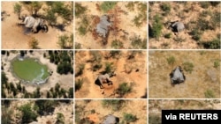 FILE - A combination photo shows dead elephants in Okavango Delta, Botswana, May-June, 2020.