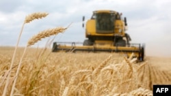 A combine harvesting picks up the wheat on a field near the Krasne village, in the Chernihiv area, 120 km to the north from Kiev, on July 05, 2019.(AFP PHOTO /FAO/ANATOLII STEPANOV)