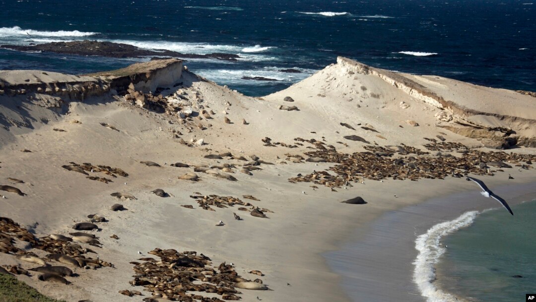 FILE - Sea lions cover much of the northwest coast of San Miguel Island, Calif., on Jan. 6, 2009. Five California tribes will reclaim their right to manage coastal land significant to their history under a first-in-the-nation program backed with $3.6 million in state money. 