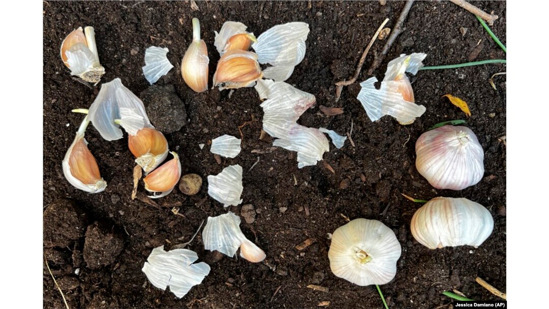 This Oct. 16, 2021, image provided by Jessica Damiano shows garlic ready for planting in a prepared garden bed.