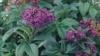 Eight Garden Flowers Worth Revisiting
