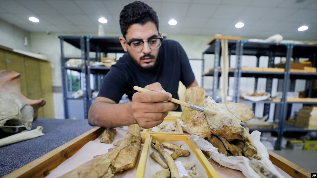 Abdullah Gohar, a researcher at El Mansoura, university works on renovating the 43 million-year-old fossil of a previously unknown four-legged amphibious whale called "Phiomicetus Anubis." (REUTERS/Mohamed Abd El Ghany)