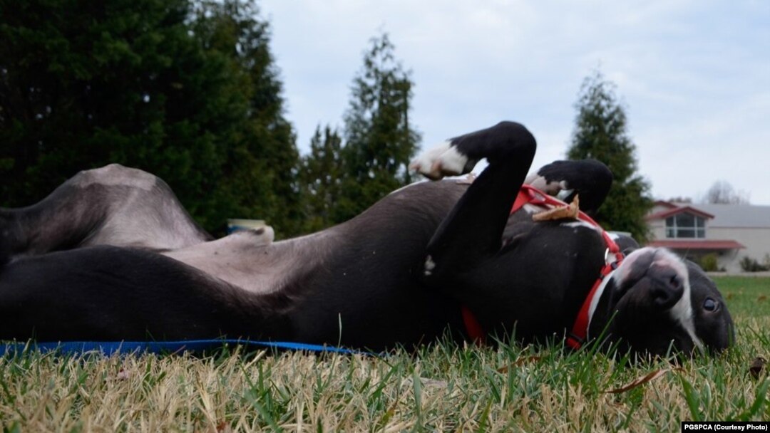 Dogs don't need marijuana to act a little high.