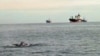 Whale Sightings Break Record in Southern California