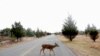 Will COVID Mutate in Animals and Jump Back to Humans? 
