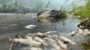 Tribe: California Wildfire Near Oregon Causes Fish Deaths