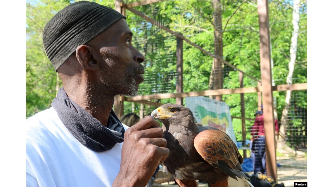 Stotts holds a Harris Hawk in his hand as he oversees construction of an aviary in Laurel, Maryland,, May 10, 2022. (REUTERS/Kevin Fogarty)
