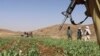 کمپاین طالبان برای محو کوکنار در افغانستان و پیامدهای احتمالی آن