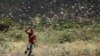 New Swarms of Locusts Threaten Crops, Food Security in Ethiopia