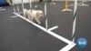 Dogs Hit the Canine Gym for Exercise
