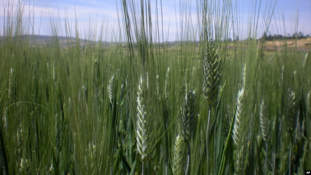 FILE - This photo taken in October 2012 shows a half-hectare wheat farm near Debre Zeit, in Ethiopia’s Amhara region.