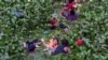 Biden is said to be finalizing plans for migrant limits