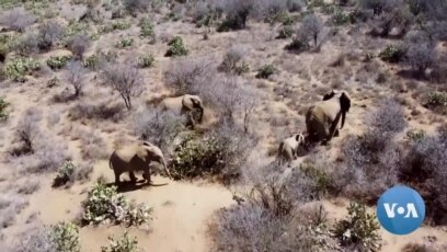 Kenya App Allows Users to Help Track Rare Mammals
