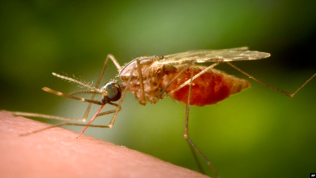 This 2014 photo made available by the U.S. Centers for Disease Control and Prevention shows a feeding female Anopheles funestus mosquito. The species is a known vector for the parasitic disease malaria. (James Gathany/CDC via AP)