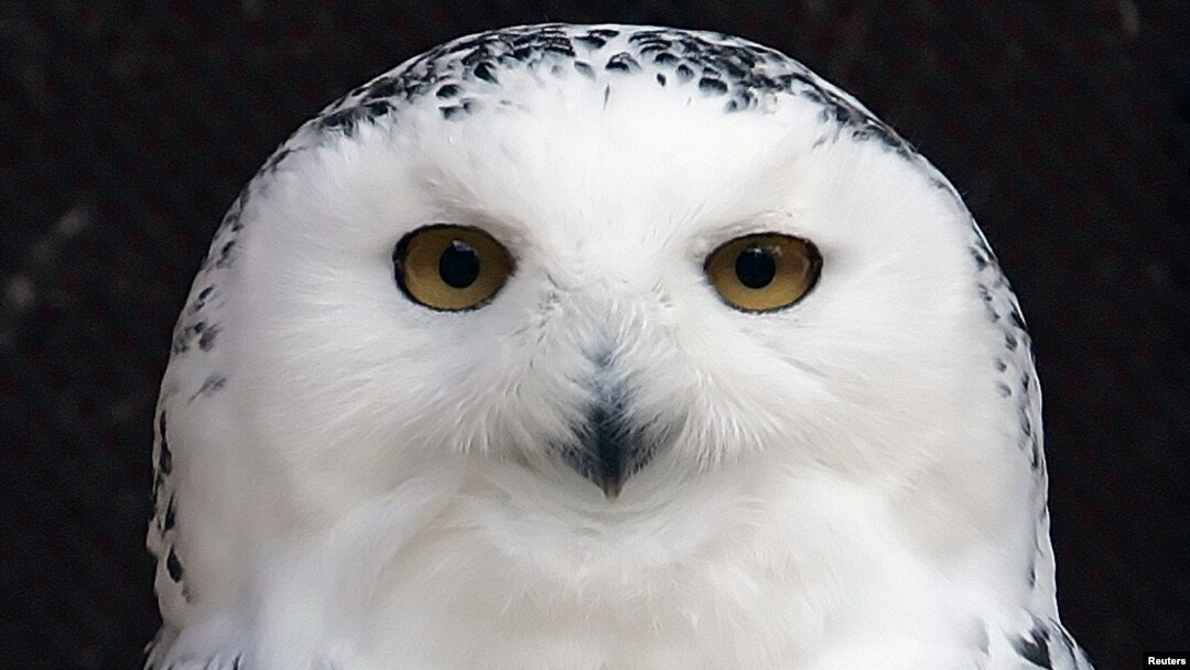 FILE - Mini, a 25-year-old Snowy Owl injured as a young bird, peers out from her enclosure at the Raptor Trust, a bird sanctuary and rehabilitation center about 30 miles west of New York City in Millington, New Jersey, Dec. 12. 