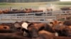 US, Britain Clash Over Farming Issues During Trade Talks