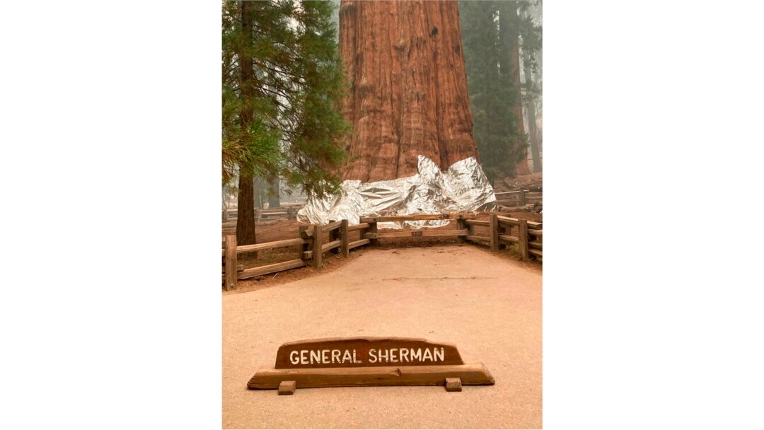 This photo provided by the Southern Area Blue Incident Management Team, Sept. 16, 2021, shows the giant sequoia known as the General Sherman with its base wrapped in a fire-resistant blanket to protect it from approaching wildfires at Sequoia National Forest.