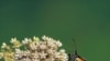 Scientists believe the Monarch's antenna has the ability to sense odors and magnetic waves that help the butterflies set their course for the day.
