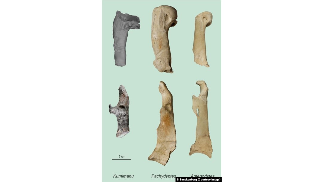 The humerus (top) and a bone from the shoulder girdle (coracoid, bottom) of the Paleocene giant penguin Kumimanu biceae, compared to the corresponding bones of one of the largest fossil penguins known to date (Pachydyptes ponderosus from the Eocene in New Zealand) and those of an Emperor Penguin (Aptendodytes forsteri).