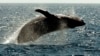 Scientists Use Drone Aircraft to Study Whale Health