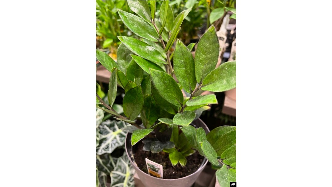 This Sept. 18, 2023, image provided by Jessica Damiano shows a low-maintenance ZZ plant in Syosset, NY. (Jessica Damiano via AP)