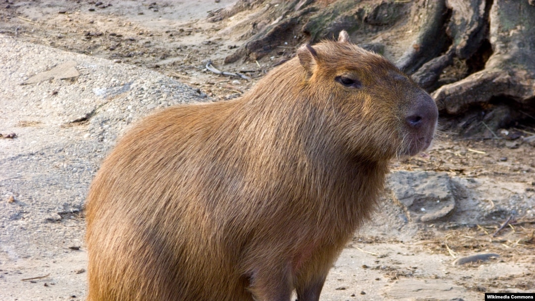 Capybaras have apparently found much to explore on the Rio Olympics golf course.