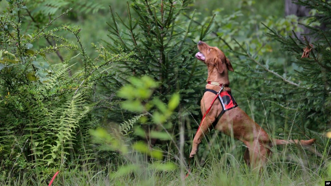 Dia, a Labrador retriever, gets some elevation to try and smell Scotch broom, an invasive species, in Harriman State Park in Tuxedo, N.Y., Tuesday, Aug. 6, 2019. (AP Photo/Seth Wenig)