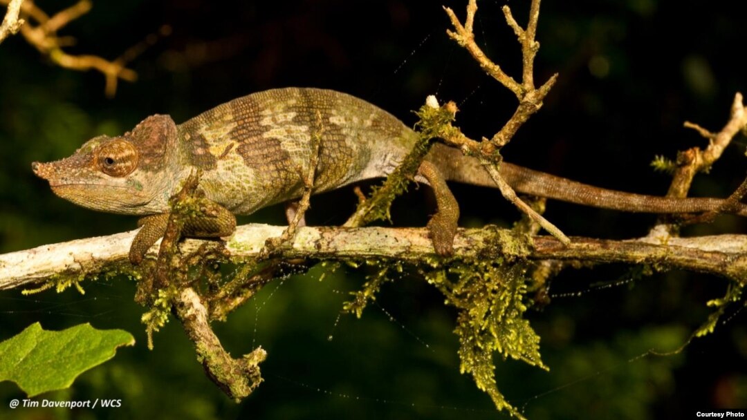 A new species of chameleon was discovered in Tanzania.