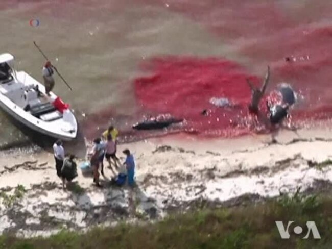 At Least 10 Whales are Dead and Dozens Stranded off Florida's Southwest Coast