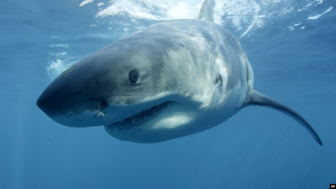 FILE - In this undated file publicity image provided by Discovery Channel, a great white shark swims near Guadalupe Island off the coast of Mexico. 