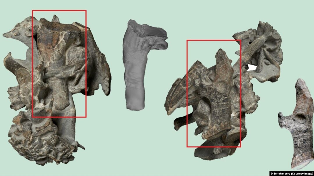 The partly prepared skeleton of the Paleocene giant penguin Kumimanu biceae. The rectangles emphasize the humerus and a bone from the shoulder girdle (coracoid), which are shown separated from the original bone cluster. 