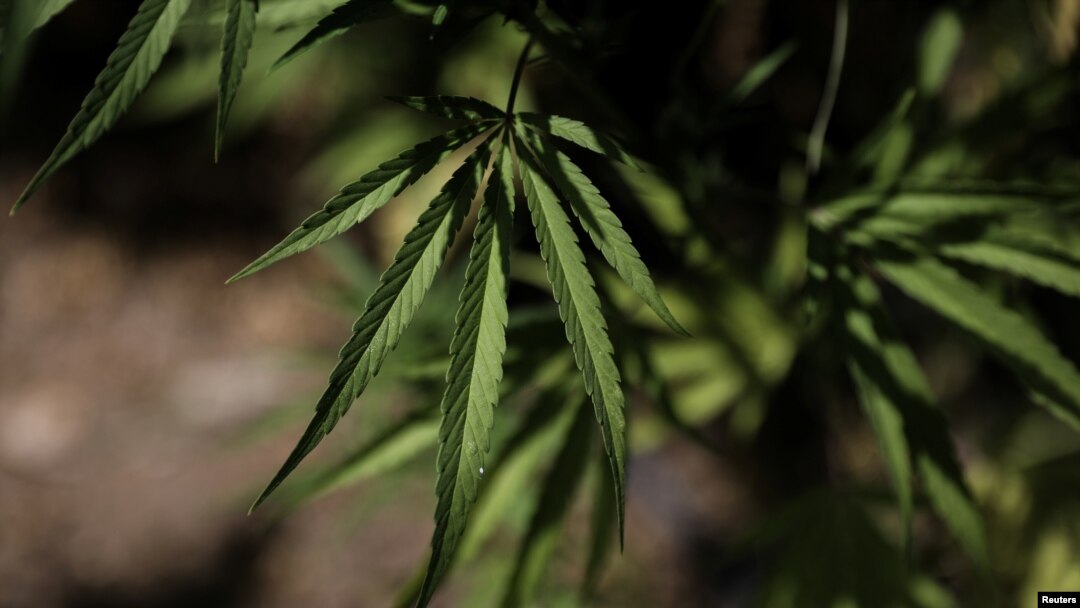 cannabis 