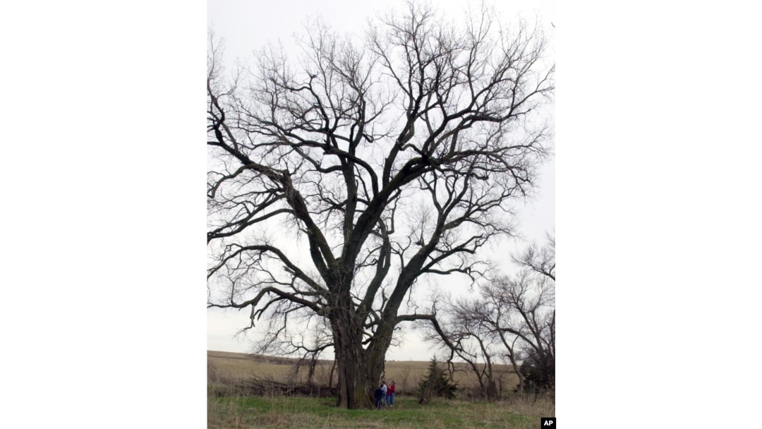 FILE - Members of the Hackbart family stand next to a giant cottonwood tree on the family property near Milford, Neb., April 13, 2002. The national co-champion Eastern cottonwood tree is between 100-and 150-years old, stands 85 feet tall with a 36-foot, 9-inch girth.