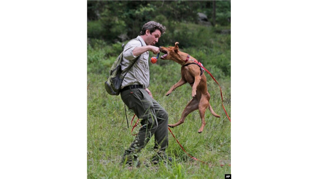 Handler Joshua Beese plays with Dia, a Labrador retriever, while they work to find Scotch broom, an invasive species, in Harriman State Park in Tuxedo, N.Y., Tuesday, Aug. 6, 2019. (AP Photo/Seth Wenig)