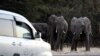 FILE - Elephants prepare to cross a road as cars drive by in Kasane, in the Chobe district, northern Botswana, May 28, 2019.