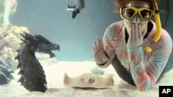 Kinsley Boyette, assistant director of the Aquarium and Shark Lab by Team ECCO, poses in this undated photo next to Charlotte, a round stingray, in the American town of Hendersonville, North Carolina. (Aquarium and Shark Lab by Team ECCO via AP)