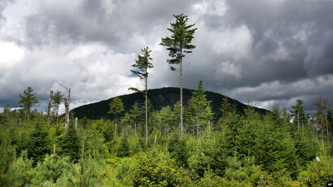 FILE - A forest grows back beneath a few uncut white pines near Soubunge Mountain in northern Maine, Aug. 5, 2015. 