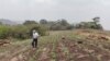 Nicaragua: la pandemia amenaza con terminar de asfixiar al sector agropecuario 
