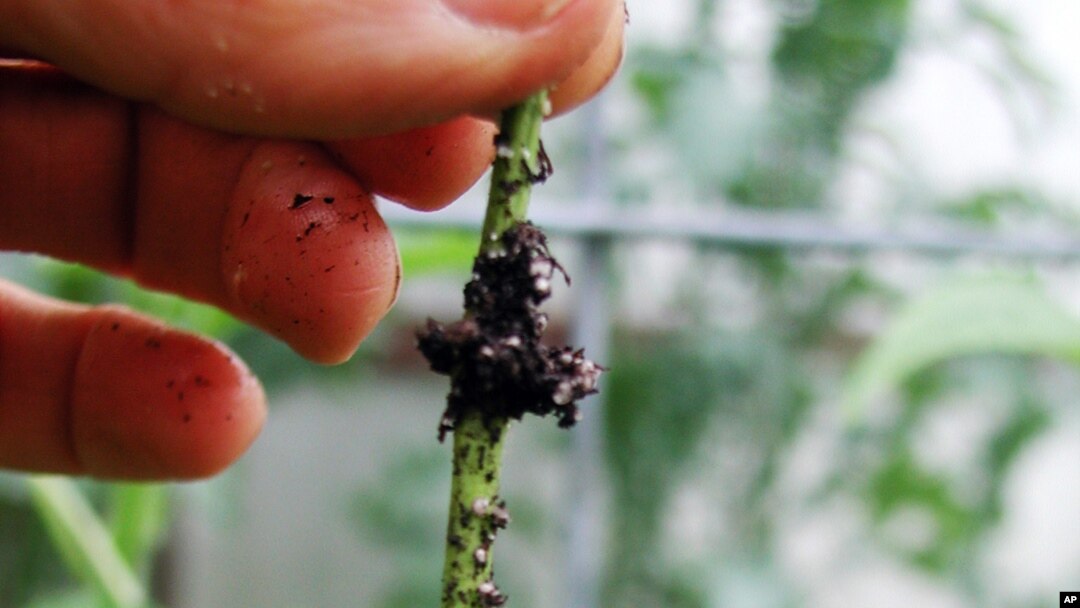 This July 1, 2013 photo shows a rooted softwood cutting in New Paltz, New York. Take a look at new shoots growing on a favorite shrub or vine and you'll see that the bases of these shoots may be beginning to toughen up, their once soft, green outer layer 