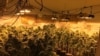 泰國醫用大麻合法化，中國悄悄成為“大麻強國”