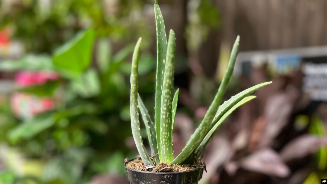 This Sept. 18, 2023, image provided by Jessica Damiano shows a low-maintenance Aloe vera plant in Syosset, NY. (Jessica Damiano via AP)