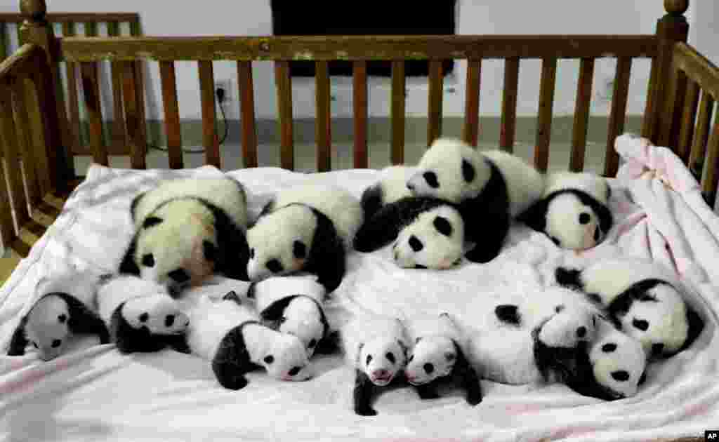 Fourteen panda cubs are arranged in a crib for photos as they are shown to the public at the Giant Panda Breeding and Research Base in Chengdu, in southwest China's Sichuan province, Sept. 23, 2013.