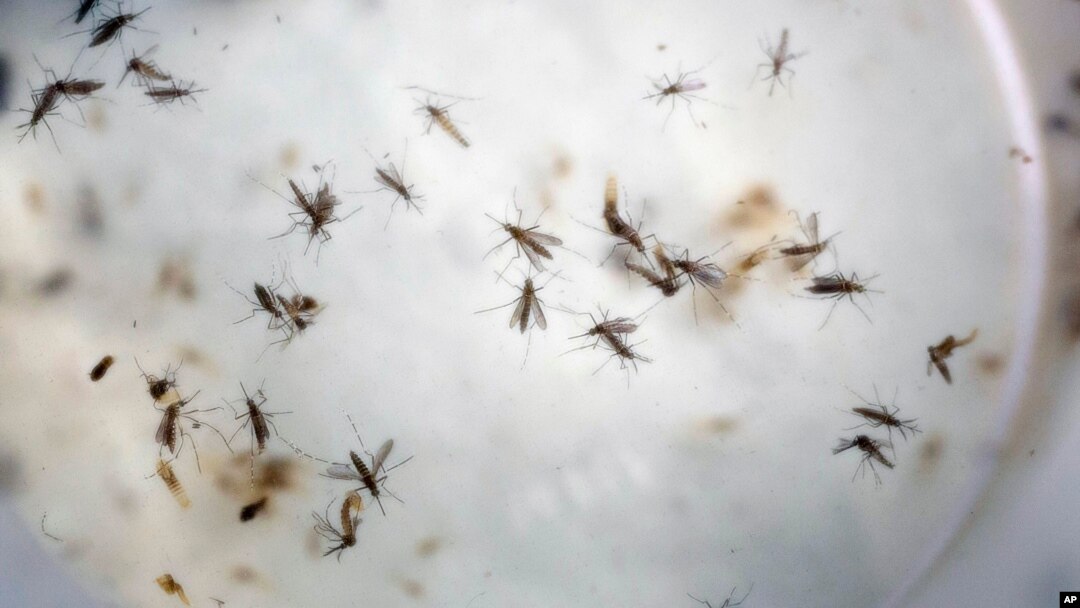 FILE - Aedes aegypti mosquitoes are seen in a mosquito cage at a laboratory in Cucuta, Colombia, Feb. 11, 2016.